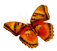 Yellow/Red Butterfly